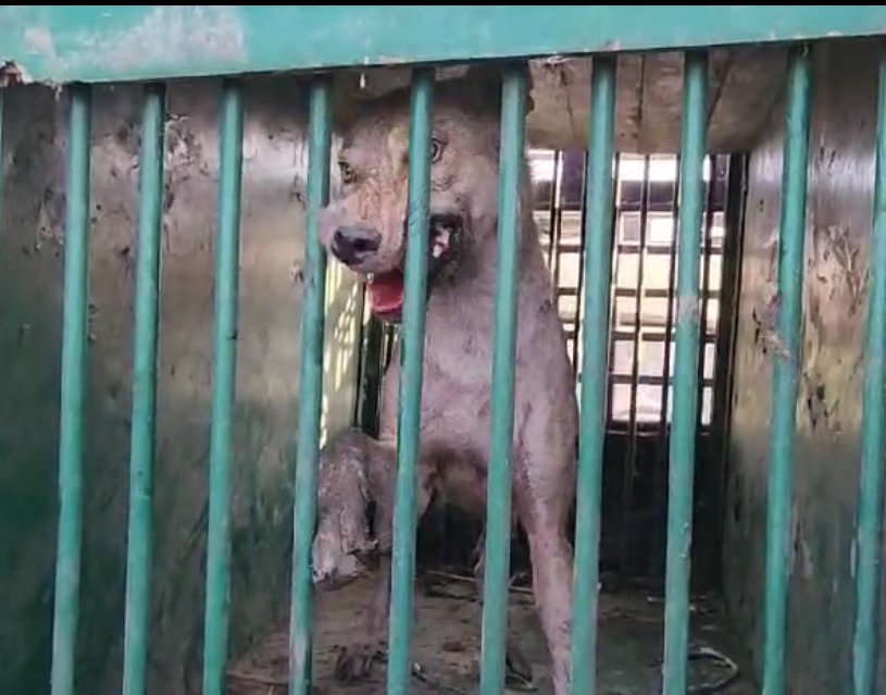 5वां खूनी भेड़िया पकड़ा गया