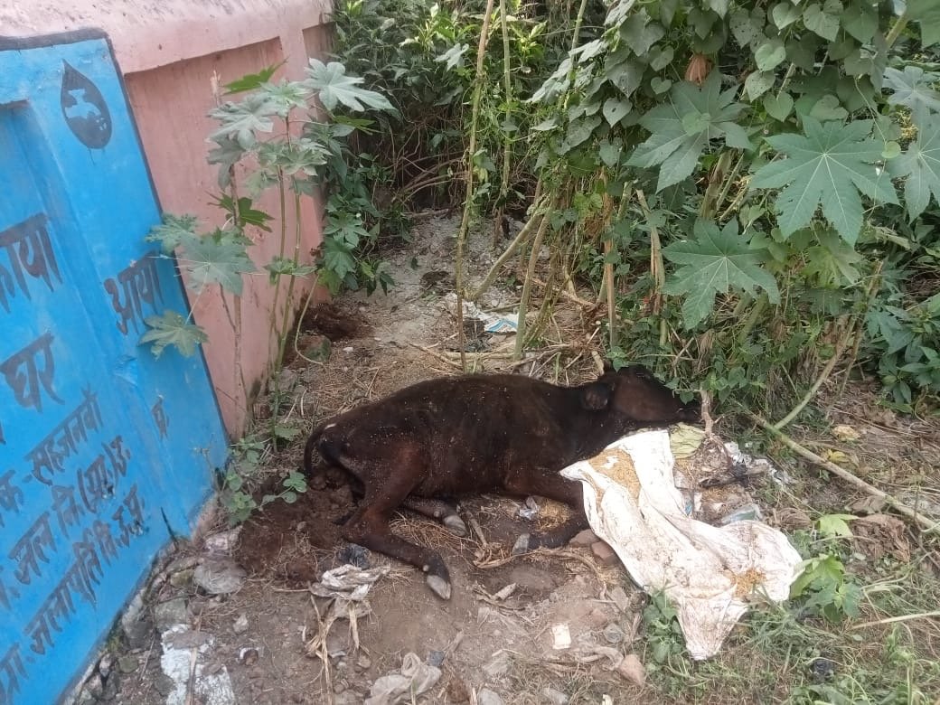 गौशाले के बाहर गौवंश की मौत, सोशल मीडिया पर ग्रामीणों ने किया फोटो वायरल
