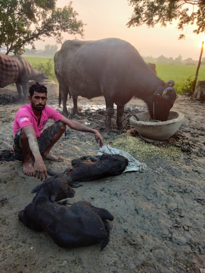 भैस ने दिया दो पड़िया को जन्म बना कौतूहल का विषय