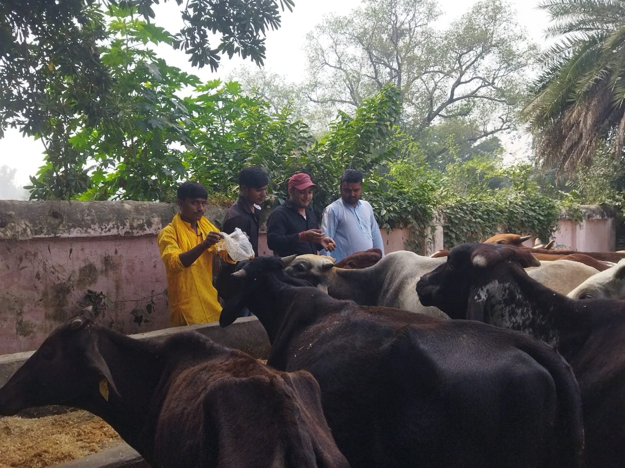 गोवर्धन पूजा के उपलक्ष्य में ग्रामीणों ने गौ माता की पूजा की