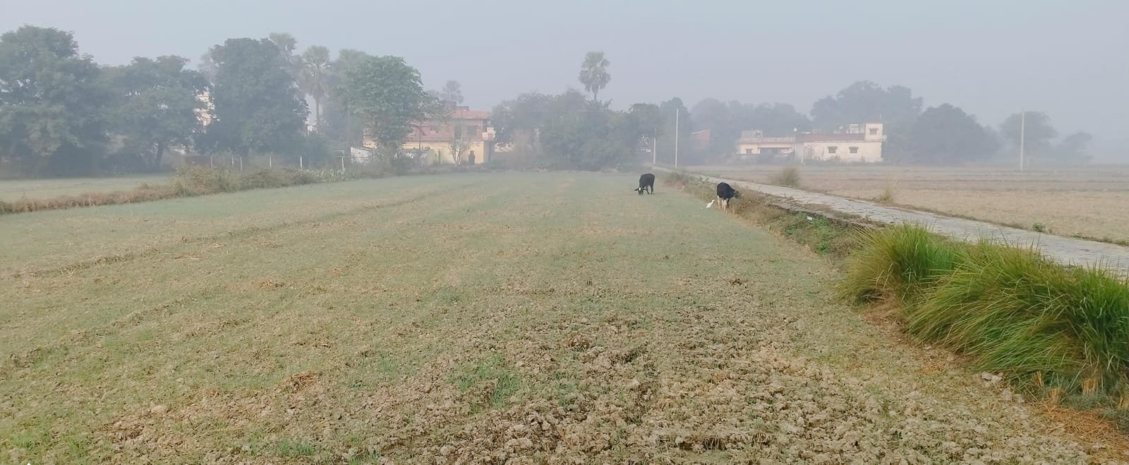 गेहूं की फसल को नुकसान पहुंचा रहे आवारा पशु