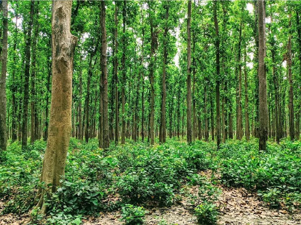 वन विश्वविद्यालय के लिए जगह चिन्हित, जल्द शुरू होगा निर्माण कार्य