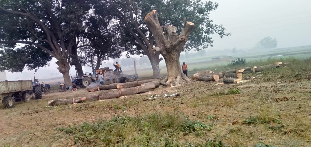 सहजनवां क्षेत्र में हरे पेड़ों की कटान जोरों पर