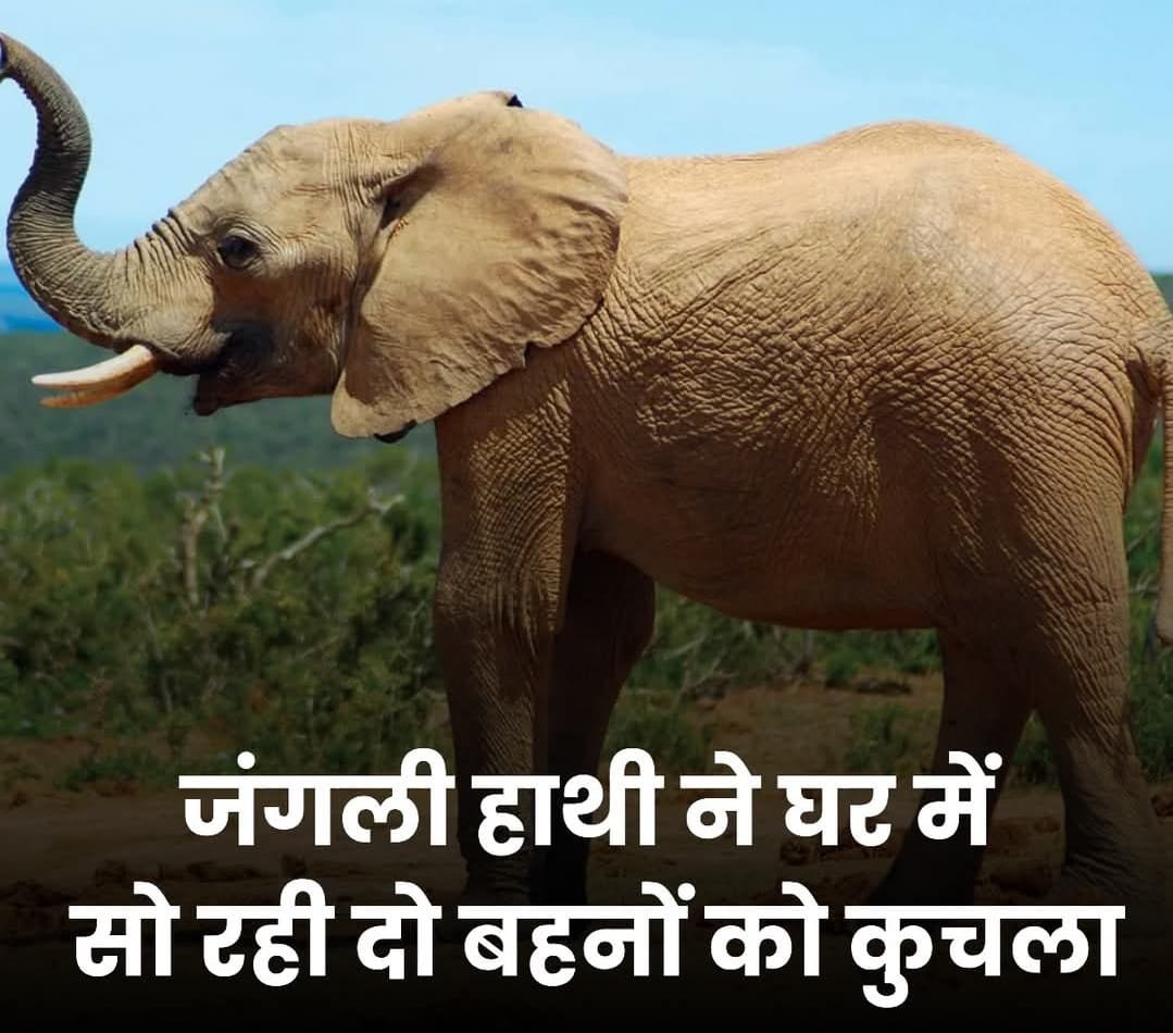 एक जंगली हाथी ने मचाया उत्पात