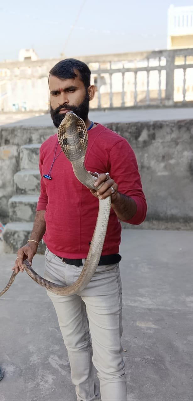 कुशीनगर में पुराने घर से 5 विशालकाय कोबरा निकलने से मचा हड़कंप