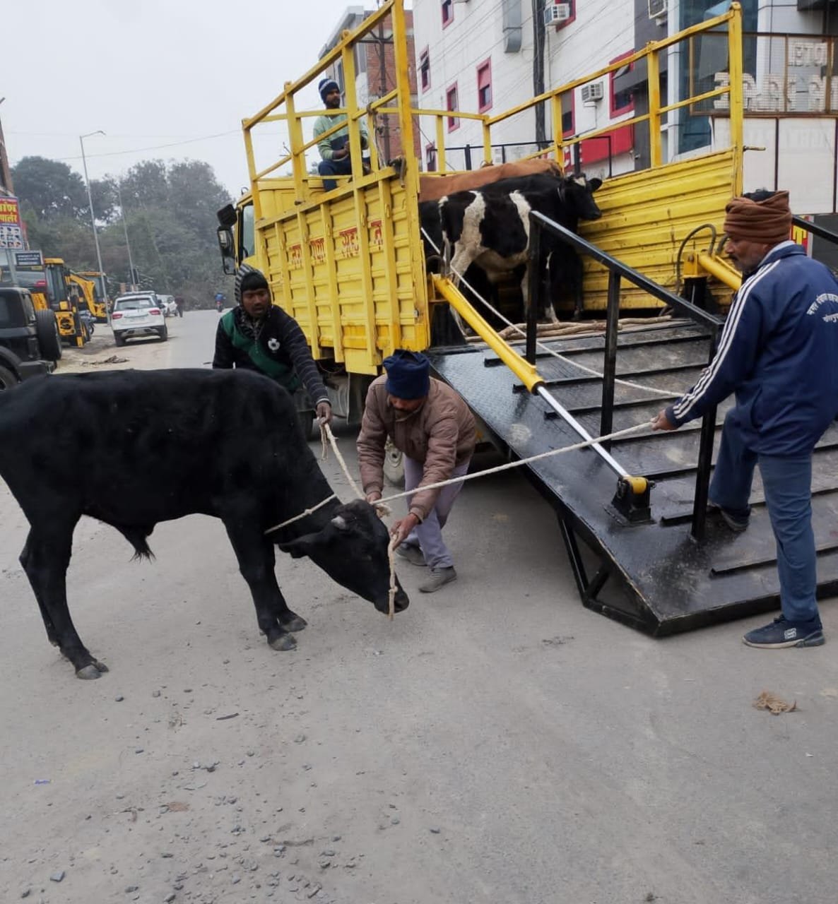 एसडीएम के आदेश पर आवारा पशुओं के खिलाफ नगर पंचायत का अभियान, आठ गौवंश गौशाला भेजे गए