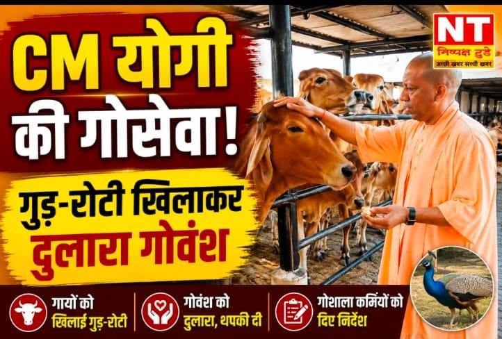 गुड़-रोटी खिलाकर सीएम योगी ने की गोसेवा, गोवंश को दुलारकर दिया संरक्षण का संदेश